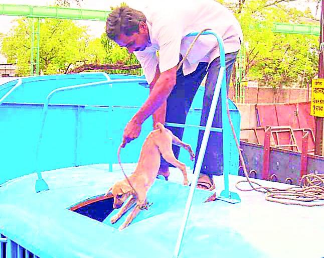 Continuous settlement of dogs in Muktainagar | मुक्ताईनगरात मोकाट कुत्र्यांचा बंदोबस्त सुरू Continuous settlement of dogs in Muktainagar | मुक्ताईनगरात मोकाट कुत्र्यांचा बंदोबस्त सुरू