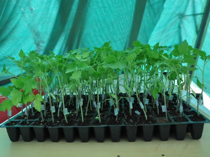 Want Fruit and Vegetable Nursery Management Training? | फळे व भाजीपाला रोपवाटिका व्यवस्थापन प्रशिक्षण हवं आहे? Want Fruit and Vegetable Nursery Management Training? | फळे व भाजीपाला रोपवाटिका व्यवस्थापन प्रशिक्षण हवं आहे?