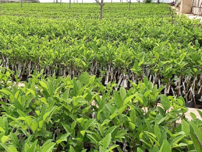 Highest three star rating for Krishi Vigyan Kendra Baramati Fruit Nursery | कृषि विज्ञान केंद्र बारामती फळ रोपवाटिकेस सर्वोच्च थ्री स्टार मानांकन