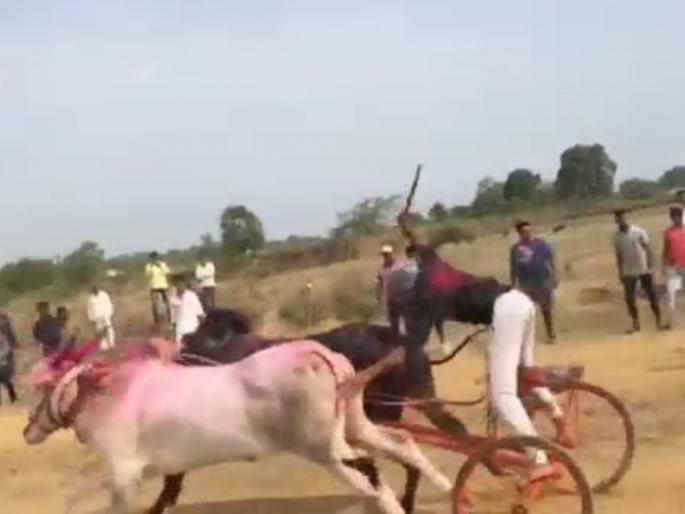 Where is the lockdown? Open bullock cart races in Ambernath taluka; Police unknown | अंबरनाथ तालुक्यात खुलेआमपणे बैलगाड्यांच्या शर्यती; पोलीस अनभिज्ञ