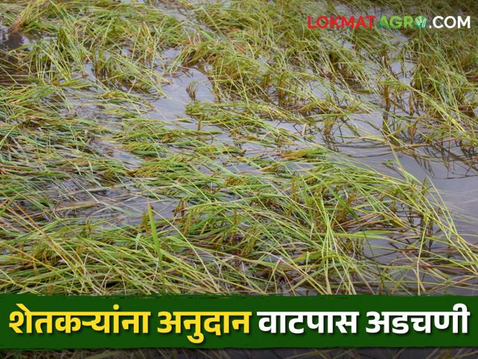 Government is giving but farmers will not take; 71 crore lost due to lack of KYC | Crop Insurance सरकार देतेय पण शेतकरी घेईनात; केवायसी नसल्याने ७१ कोटी पडून Government is giving but farmers will not take; 71 crore lost due to lack of KYC | Crop Insurance सरकार देतेय पण शेतकरी घेईनात; केवायसी नसल्याने ७१ कोटी पडून