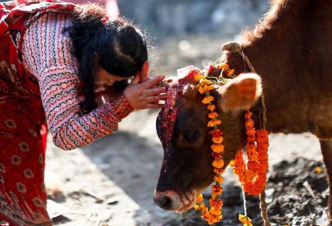 The government's concrete step for the protection of cows will be the formation of the Go Cabinet in MP shivraj singh chauhan | गायींच्या संरक्षणासाठी सरकारचं ठोस पाऊल, 'गो कॅबिनेट'ची स्थापना होणार The government's concrete step for the protection of cows will be the formation of the Go Cabinet in MP shivraj singh chauhan | गायींच्या संरक्षणासाठी सरकारचं ठोस पाऊल, 'गो कॅबिनेट'ची स्थापना होणार
