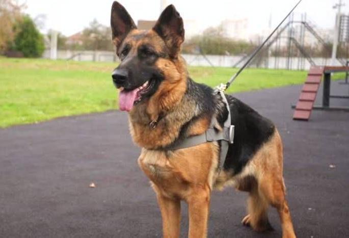 Does the Department of Defense have a policy for animal rehabilitation? High Court Inquiry | संरक्षण विभागातील प्राण्यांच्या पुनर्वसनासाठी धोरण आहे का? उच्च न्यायालयाची विचारणा Does the Department of Defense have a policy for animal rehabilitation? High Court Inquiry | संरक्षण विभागातील प्राण्यांच्या पुनर्वसनासाठी धोरण आहे का? उच्च न्यायालयाची विचारणा