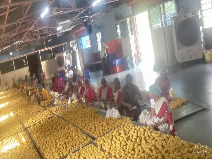 3 lakh bundi of Vitthal's prasad, 50 thousand amaranth ladles are ready | विठ्ठलाच्या प्रसादाचे ३ लाख बुंदी, ५० हजार राजगिरा लाडू तयार 3 lakh bundi of Vitthal's prasad, 50 thousand amaranth ladles are ready | विठ्ठलाच्या प्रसादाचे ३ लाख बुंदी, ५० हजार राजगिरा लाडू तयार
