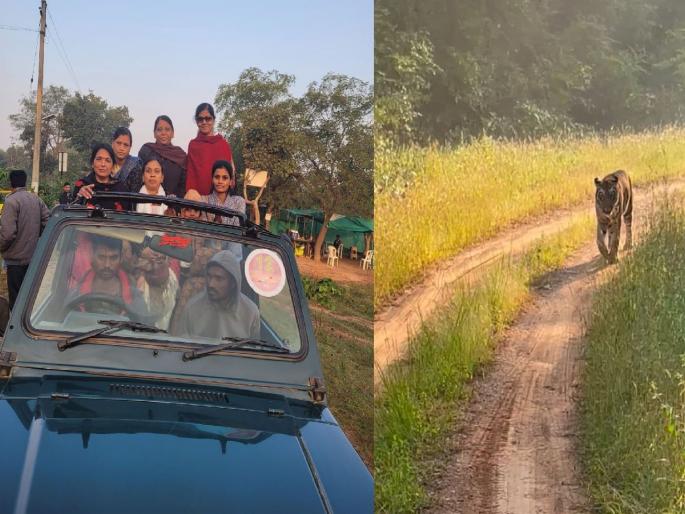 The tiger in the bush chased nagpur zp president's gypsy during a jungle safari at karhandala | कऱ्हांडल्यात वाघ नागपूर जि. प. अध्यक्षांच्या जिप्सीचा पाठलाग करतो तेव्हा... The tiger in the bush chased nagpur zp president's gypsy during a jungle safari at karhandala | कऱ्हांडल्यात वाघ नागपूर जि. प. अध्यक्षांच्या जिप्सीचा पाठलाग करतो तेव्हा...