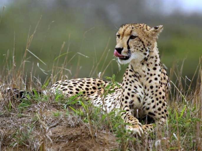 Various events and public awareness on arrival of cheetah; initiative of Union Ministry of Forests; Strong preparation of forest department | चित्ता आगमनाप्रसंगी विविध इन्हेंट अन् जनजागृती; वनविभागाची जोरदार तयारी Various events and public awareness on arrival of cheetah; initiative of Union Ministry of Forests; Strong preparation of forest department | चित्ता आगमनाप्रसंगी विविध इन्हेंट अन् जनजागृती; वनविभागाची जोरदार तयारी