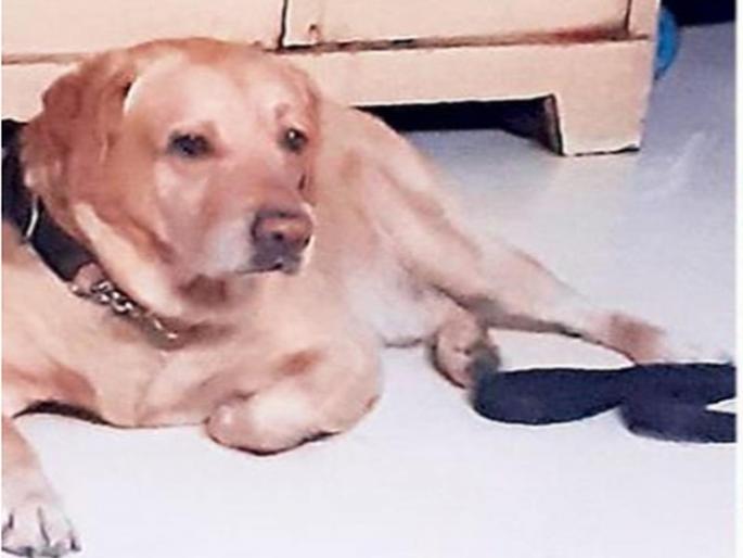 Lucky Dog escapes with unknown; Filed a complaint at the police station | लकीला लघुशंका करताना पळवलं; पोलीस ठाण्यात तक्रार दाखल Lucky Dog escapes with unknown; Filed a complaint at the police station | लकीला लघुशंका करताना पळवलं; पोलीस ठाण्यात तक्रार दाखल