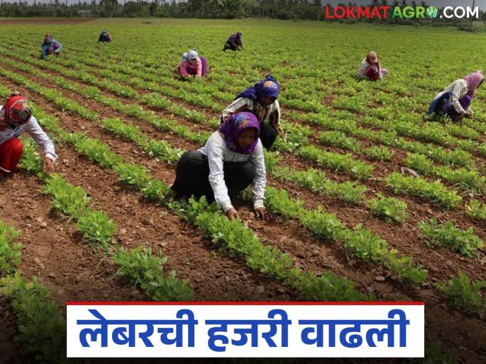 Shet Majuri : New season, new agricultural labor rates; How much increase in agricultural labor rates this year? | Shet Majuri : नवा हंगाम, नवे शेतमजुरीचे दर; यंदा शेतमजुरीच्या दरात किती वाढ?