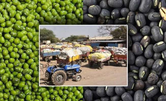 Purchase of 1261 farmers' ladders out of 7 thousand | ७ हजारांपैकी केवळ १२६१ शेतकऱ्यांच्या उडिदाची खरेदी