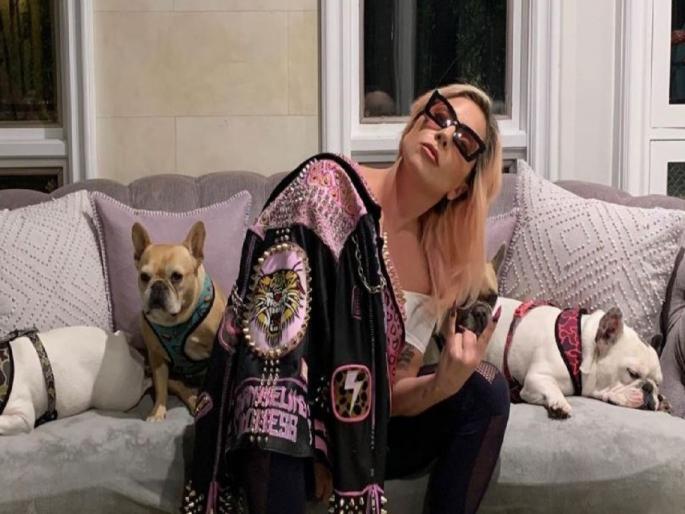 accused-shot-lady-gaga-french-bulldog-sentenced-21-years-of-prison | Lady Gaga : हॉलिवुड गायिका लेडी गागाच्या कुत्र्यावर हल्ला; आरोपीला तब्बल २१ वर्षांची शिक्षा accused-shot-lady-gaga-french-bulldog-sentenced-21-years-of-prison | Lady Gaga : हॉलिवुड गायिका लेडी गागाच्या कुत्र्यावर हल्ला; आरोपीला तब्बल २१ वर्षांची शिक्षा