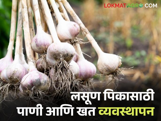 Latest News Understand fertilizer and water management techniques for Lasun garlic farming, read in detail  | Garlic Farming : लसूण शेतीसाठी खत आणि पाणी व्यवस्थापनाचे तंत्र समजून घ्या, वाचा सविस्तर  Latest News Understand fertilizer and water management techniques for Lasun garlic farming, read in detail  | Garlic Farming : लसूण शेतीसाठी खत आणि पाणी व्यवस्थापनाचे तंत्र समजून घ्या, वाचा सविस्तर