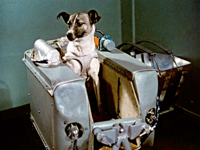 60 years of Laika's journey; The first cosmonaut in the world | लायकाच्या प्रवासाची 60 वर्षे; अंतराळात जाणारा पहिला प्राणी 60 years of Laika's journey; The first cosmonaut in the world | लायकाच्या प्रवासाची 60 वर्षे; अंतराळात जाणारा पहिला प्राणी