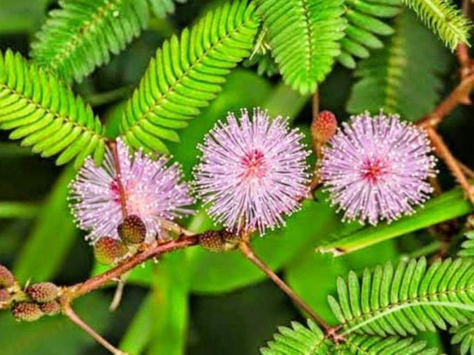 shameplant or lajavanti leaves are extremely beneficial for health know the benefits | लाजणारं लाजाळूचं झाड दिसतं लहान पण फायदे आहेत चकीत करणारे, वाचा सविस्तर shameplant or lajavanti leaves are extremely beneficial for health know the benefits | लाजणारं लाजाळूचं झाड दिसतं लहान पण फायदे आहेत चकीत करणारे, वाचा सविस्तर