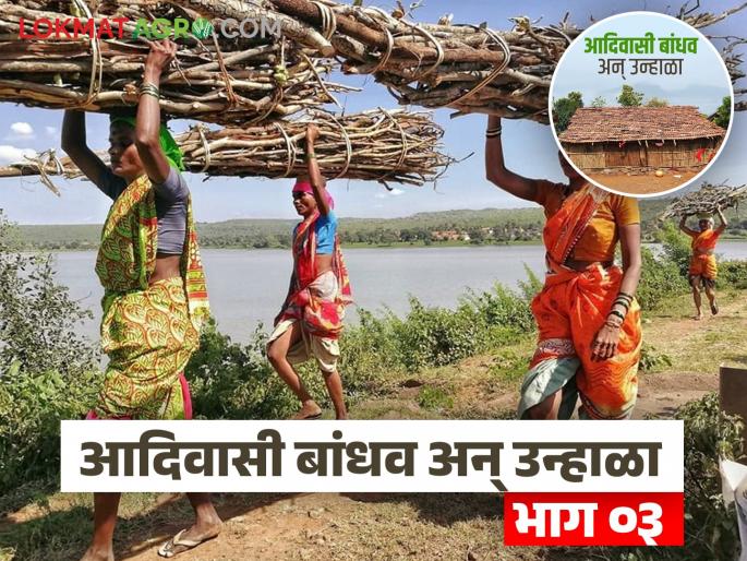 Latest News Agriculture News Tribal brothers do the work of collecting firewood in summer | Agriculture News : 'उज्वलां'ची चूल विझली नाही, सरपण गोळा करण्याचं काम आजही केलं जातं! Latest News Agriculture News Tribal brothers do the work of collecting firewood in summer | Agriculture News : 'उज्वलां'ची चूल विझली नाही, सरपण गोळा करण्याचं काम आजही केलं जातं!