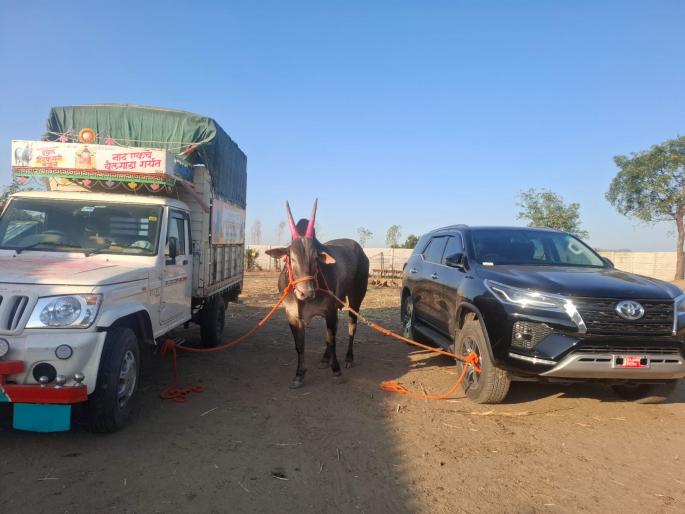5 year old lakhan won 16 races with 3 bullets in three years also became the winner of hind kesari 4 times | ५ वर्षीय 'लखन'नं तीन वर्षांत ३ बुलेटसह जिंकल्या १६ गाड्या; ४ वेळा 'हिंदकेसरी'चाही बनला विजेता 5 year old lakhan won 16 races with 3 bullets in three years also became the winner of hind kesari 4 times | ५ वर्षीय 'लखन'नं तीन वर्षांत ३ बुलेटसह जिंकल्या १६ गाड्या; ४ वेळा 'हिंदकेसरी'चाही बनला विजेता
