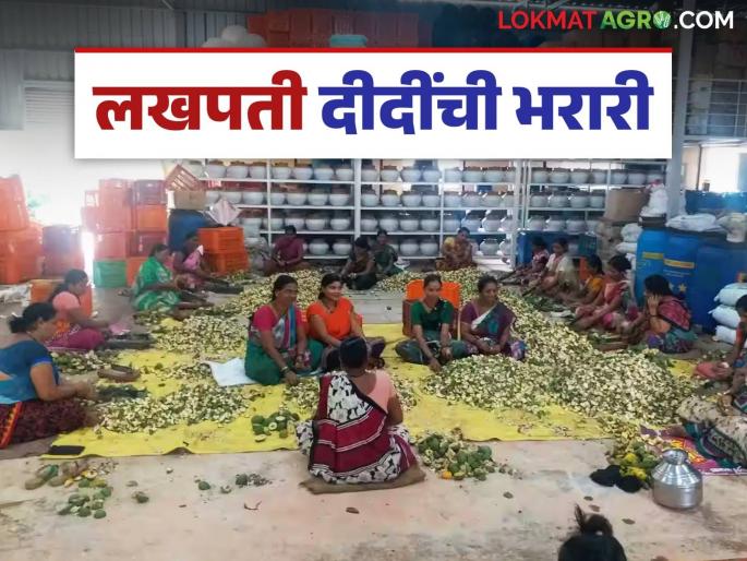 Lakhpati Didi Scheme: Competent horse racing of Lakhpati Didi in this district in the state | Lakhpati Didi Scheme: राज्यात 'या' जिल्ह्यातील लखपती दीदींची सक्षम घोडदौड Lakhpati Didi Scheme: Competent horse racing of Lakhpati Didi in this district in the state | Lakhpati Didi Scheme: राज्यात 'या' जिल्ह्यातील लखपती दीदींची सक्षम घोडदौड
