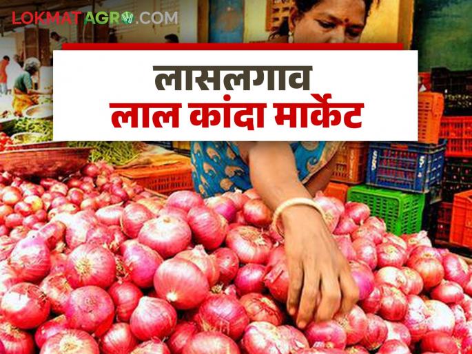 Latest News Lal kanda market Red onion prices fall again in Lasalgaon market, see kanda bajarbhav | Lal Kanda Market : लासलगाव बाजारात लाल कांदा दर पुन्हा घसरले, वाचा आजचे बाजारभाव Latest News Lal kanda market Red onion prices fall again in Lasalgaon market, see kanda bajarbhav | Lal Kanda Market : लासलगाव बाजारात लाल कांदा दर पुन्हा घसरले, वाचा आजचे बाजारभाव