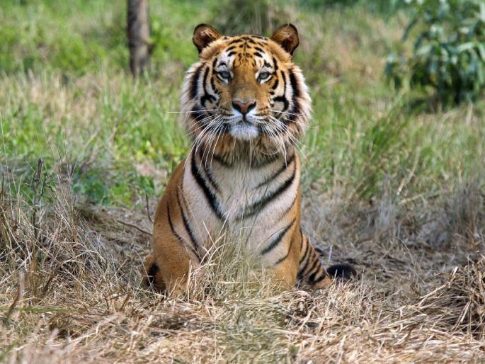 22 tigers killed in two years in the state, tremors after former forest minister Sudhir Mungantiwar letter | राज्यात दोन वर्षांत २२ वाघ मारले; माजी वनमंत्र्यांच्या पत्राने खळबळ 22 tigers killed in two years in the state, tremors after former forest minister Sudhir Mungantiwar letter | राज्यात दोन वर्षांत २२ वाघ मारले; माजी वनमंत्र्यांच्या पत्राने खळबळ