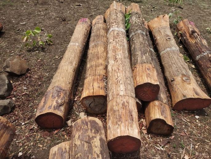 Teak wood worth Rs 2 lakh seized from Dhanora by forest department | धानोरा येथून दोन लाख रुपयांचे सागवानी लाकूड वनविभागाकडून जप्त Teak wood worth Rs 2 lakh seized from Dhanora by forest department | धानोरा येथून दोन लाख रुपयांचे सागवानी लाकूड वनविभागाकडून जप्त