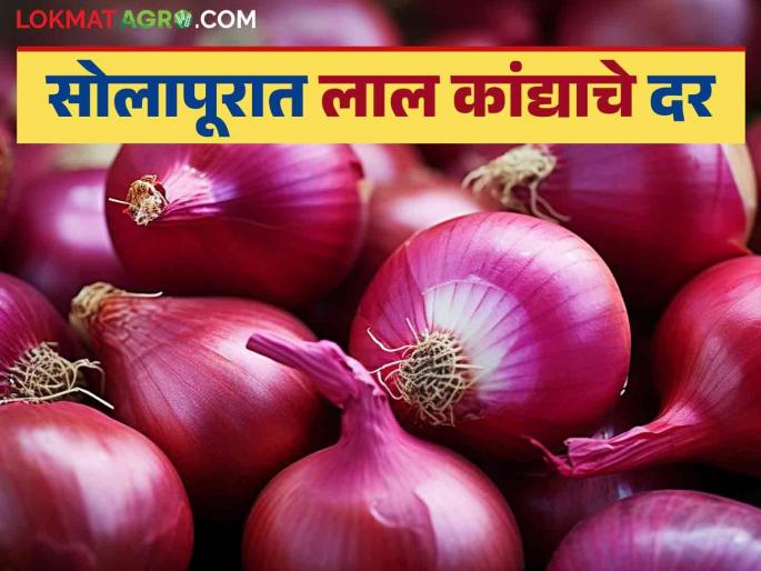 Latest News Kanda Market Update Red onion prices down again in Solapur market, read in detail | Kanda Market Update : सोलापुर बाजारात लाल कांदा पुन्हा घसरला, वाचा आजचे बाजार भाव Latest News Kanda Market Update Red onion prices down again in Solapur market, read in detail | Kanda Market Update : सोलापुर बाजारात लाल कांदा पुन्हा घसरला, वाचा आजचे बाजार भाव