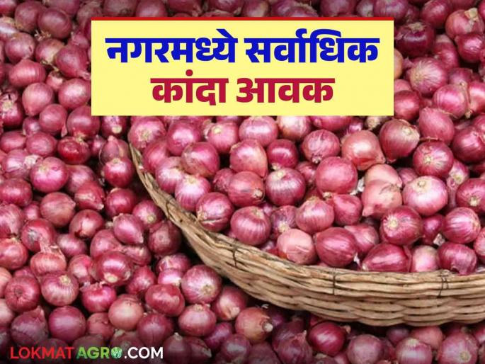 Latest News Kanda Market Update Red onion prices improved in Ahmednagar district, lal kanda bajarbhav | Lal Kanda Market : अहमदनगर जिल्ह्यात लाल कांदा दरात सुधारणा, आज काय भाव मिळाला? 