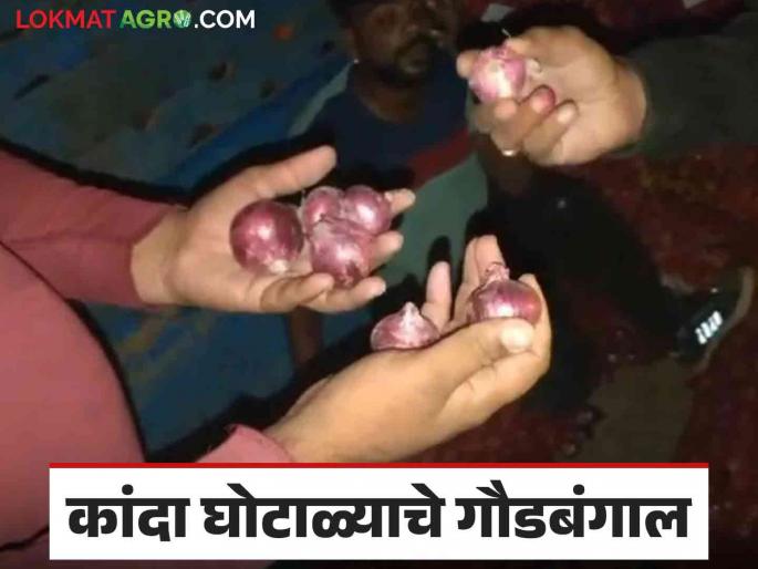 Latest News Nafed Onion Scam Buy summer onion, sell red onion by nafed see details | Nafed Onion Scam : 'खरेदी उन्हाळ कांद्याची, विक्रीला लाल कांदा', कांदा घोटाळ्याची पुन्हा पोलखोल  Latest News Nafed Onion Scam Buy summer onion, sell red onion by nafed see details | Nafed Onion Scam : 'खरेदी उन्हाळ कांद्याची, विक्रीला लाल कांदा', कांदा घोटाळ्याची पुन्हा पोलखोल