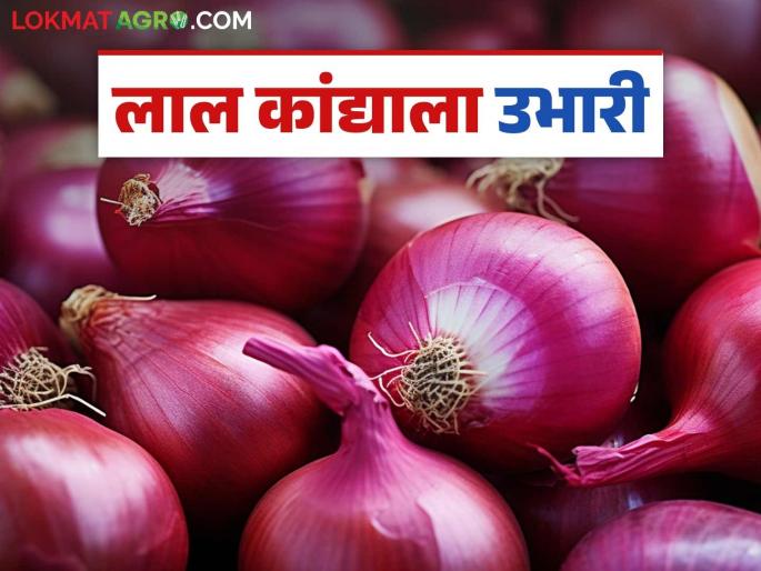 Latest News Lal Kanda Market Market price of red onion per quintal in Solapur and Lasalgaon kanda markets | Lal Kanda Market : सोलापूरसह लासलगाव बाजारात लाल कांद्याला उभारी, आज क्विंटलला काय भाव?  Latest News Lal Kanda Market Market price of red onion per quintal in Solapur and Lasalgaon kanda markets | Lal Kanda Market : सोलापूरसह लासलगाव बाजारात लाल कांद्याला उभारी, आज क्विंटलला काय भाव?