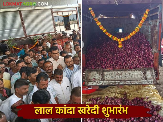 Latest News Red Onion Market Launch of red onion auction in dasara, know in detail | Red Onion Market : दसऱ्याच्या पार्श्वभूमीवर लाल कांद्याच्या लिलावाचा शुभारंभ, जाणून घ्या सविस्तर Latest News Red Onion Market Launch of red onion auction in dasara, know in detail | Red Onion Market : दसऱ्याच्या पार्श्वभूमीवर लाल कांद्याच्या लिलावाचा शुभारंभ, जाणून घ्या सविस्तर