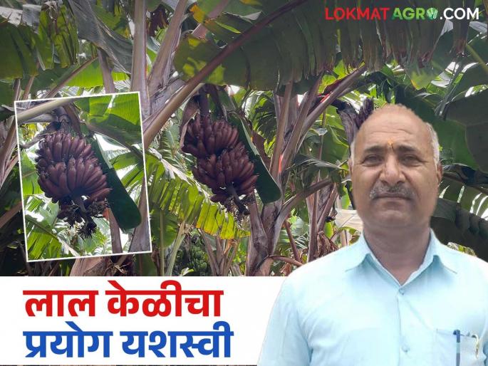 Otur farmer Sharadrao's new experiment in banana farming; Produces sugar free red banana | ओतूरचे शेतकरी शरदराव यांचा केळी शेतीत नवा प्रयोग; घेतले शुगर फ्री लाल केळीचे उत्पादन Otur farmer Sharadrao's new experiment in banana farming; Produces sugar free red banana | ओतूरचे शेतकरी शरदराव यांचा केळी शेतीत नवा प्रयोग; घेतले शुगर फ्री लाल केळीचे उत्पादन