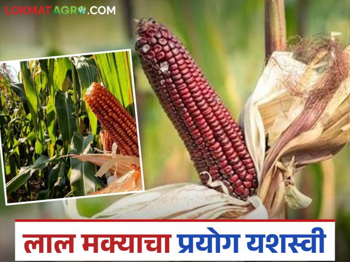 Latest News Red Corn Farming Sinnar farmer successfully experiments with red corn in two acres | सिन्नरच्या शेतकऱ्याने रेड कॉर्नचा प्रयोग यशस्वी, दोन एकरला इतकं उत्पादन मिळणार Latest News Red Corn Farming Sinnar farmer successfully experiments with red corn in two acres | सिन्नरच्या शेतकऱ्याने रेड कॉर्नचा प्रयोग यशस्वी, दोन एकरला इतकं उत्पादन मिळणार