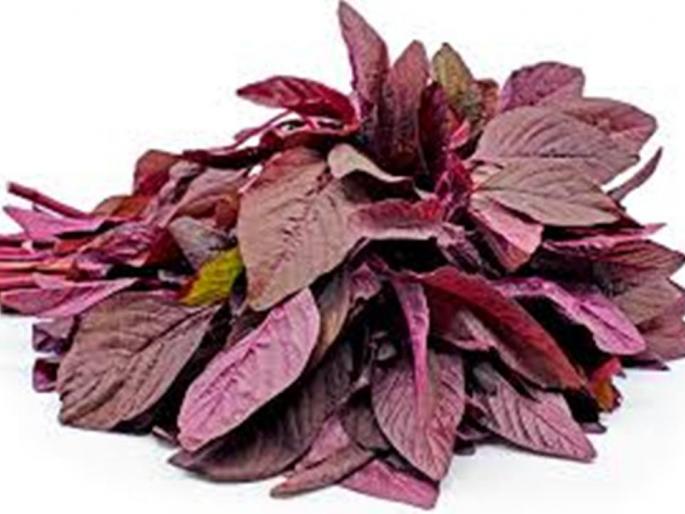 try these traditional vegetables for immunity booster? get colorful, nutritious food | इम्युनिटी बुस्टर म्हणून महागड्या चकचकीत रंगीत भाज्या घेताय? त्यापेक्षा या पारंपरिक रंगीत, पौष्टिक भाज्या कुंडीत लावा..