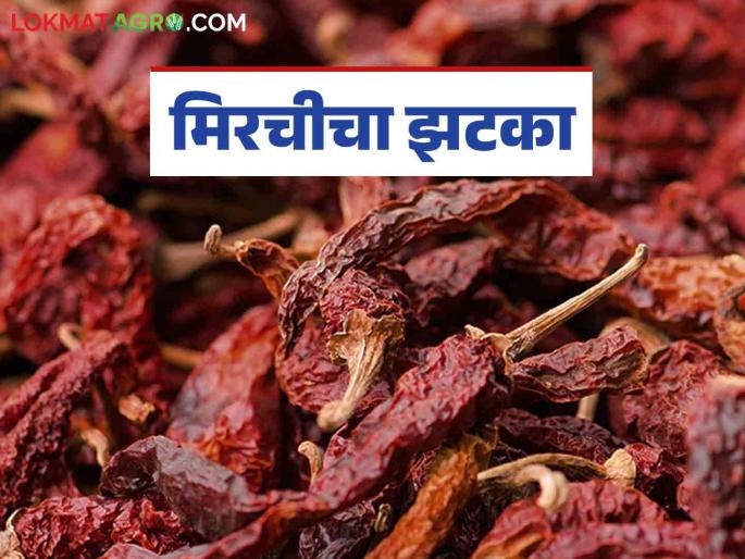 Lal Mirchi Bajar Bhav : This year, the production of red chillies is abundant; which chillies are getting what price? | Lal Mirchi Bajar Bhav : यंदा लाल मिरच्यांचे उत्पादन मुबलक; कोणत्या मिरचीला मिळतोय किती दर?