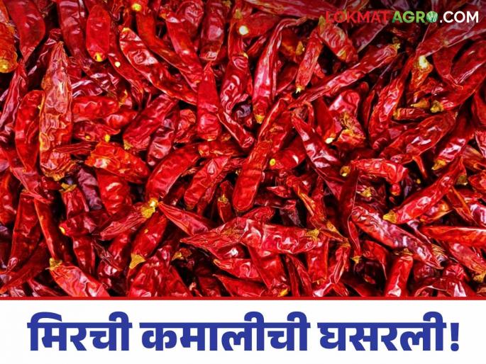 Latest News Mirchi Market Chilli prices fall in nandurbar see in Nagpur, Mumbai, read in detail | Mirchi Market : मिरचीच्या गावी घसरण, तर नागपूर, मुंबईत चांगला बाजारभाव, वाचा सविस्तर Latest News Mirchi Market Chilli prices fall in nandurbar see in Nagpur, Mumbai, read in detail | Mirchi Market : मिरचीच्या गावी घसरण, तर नागपूर, मुंबईत चांगला बाजारभाव, वाचा सविस्तर