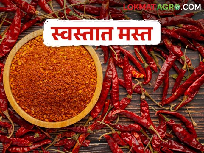 making chili powder; Red chillies of Karnataka are available at doorsteps and cheaply | तिखट बनवताय; कर्नाटकची लाल मिरची आलीय दारात अन् स्वस्तात making chili powder; Red chillies of Karnataka are available at doorsteps and cheaply | तिखट बनवताय; कर्नाटकची लाल मिरची आलीय दारात अन् स्वस्तात