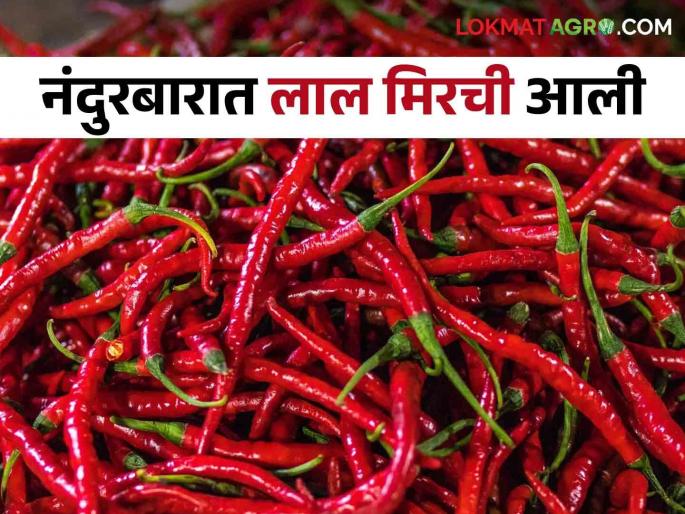 Latest News red chilly arrival increased in Nandurbar see todays market price | Mirchi Market : मिरची लाल होण्यास प्रारंभ, नंदुरबारात आवक वाढली, काय मिळतोय बाजारभाव? Latest News red chilly arrival increased in Nandurbar see todays market price | Mirchi Market : मिरची लाल होण्यास प्रारंभ, नंदुरबारात आवक वाढली, काय मिळतोय बाजारभाव?