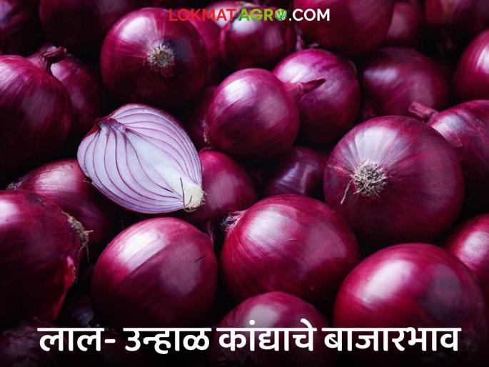 Latest News Kanda Bajarbhav Onion market price decreased by Rs 200 in Solapur market see details | Kanda Bajarbhav : सोलापुरात 200 रुपये, तर लासलगाव बाजारात कांदा दर कितीने घसरले?  Latest News Kanda Bajarbhav Onion market price decreased by Rs 200 in Solapur market see details | Kanda Bajarbhav : सोलापुरात 200 रुपये, तर लासलगाव बाजारात कांदा दर कितीने घसरले?