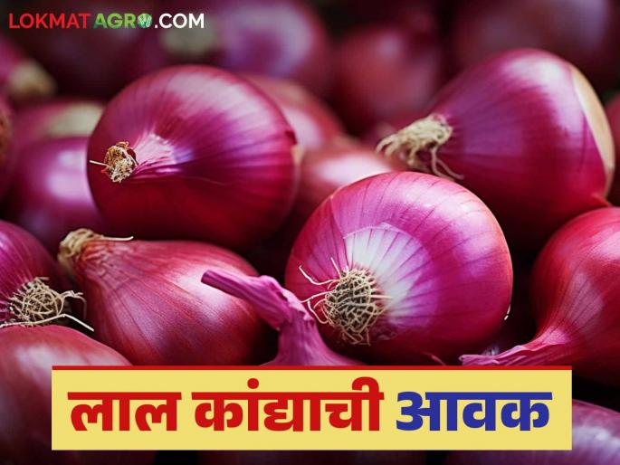 Latest News Kanda Bajarbhav How much did red onion arrive in Nashik, Solapur markets see details | Kanda Bajarbhav : नाशिक, सोलापूर बाजारात लाल कांद्याची आवक किती झाली? वाचा आजचे बाजारभाव Latest News Kanda Bajarbhav How much did red onion arrive in Nashik, Solapur markets see details | Kanda Bajarbhav : नाशिक, सोलापूर बाजारात लाल कांद्याची आवक किती झाली? वाचा आजचे बाजारभाव
