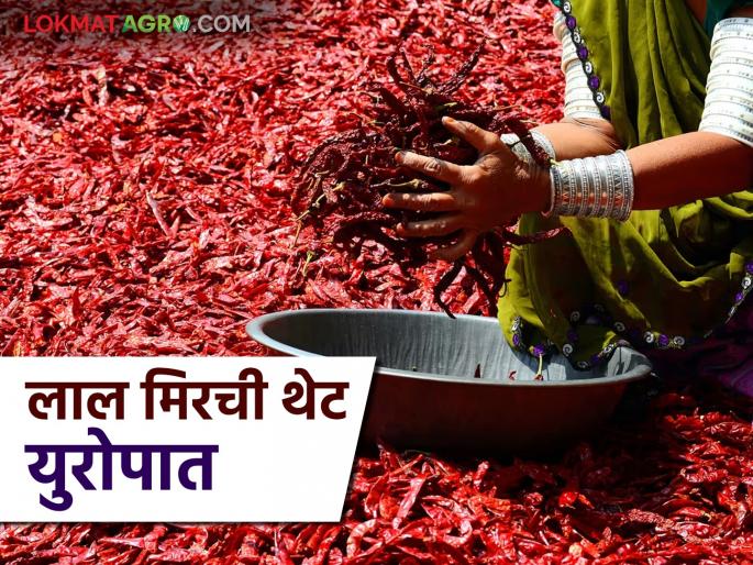 Latest News Mirchi Export Europe How did Chandrapur's red chillies go directly to Europe for sale Find out in detail | Mirchi Export Europe : चंद्रपूरची लाल मिरची थेट युरोपात विक्रीला कशी गेली? जाणून घ्या सविस्तर  Latest News Mirchi Export Europe How did Chandrapur's red chillies go directly to Europe for sale Find out in detail | Mirchi Export Europe : चंद्रपूरची लाल मिरची थेट युरोपात विक्रीला कशी गेली? जाणून घ्या सविस्तर