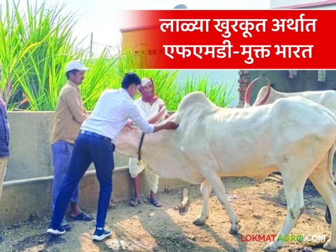 Latest news Agriculture News animal disease Free India with Vaccination by 2030, Read Details  | Agriculture News : 2030 पर्यंत लसीकरणासह लाळ्या खुरकूत मुक्त भारताचे उद्दिष्ट, वाचा सविस्तर  Latest news Agriculture News animal disease Free India with Vaccination by 2030, Read Details  | Agriculture News : 2030 पर्यंत लसीकरणासह लाळ्या खुरकूत मुक्त भारताचे उद्दिष्ट, वाचा सविस्तर