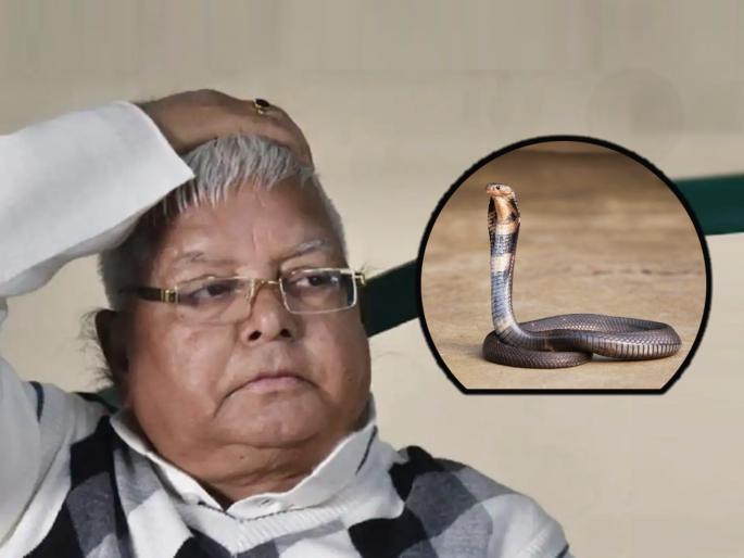Bihar Politics BJP Giriraj Singh trolls Lalu Prasad Yadav over Nitish Kumar snake old tweet | Lalu Prasad Yadav Snake Tweet: "साप तुमच्या घरात घुसलाय"; लालूंच्या जुन्या ट्वीटवरून भाजपाचा टोला Bihar Politics BJP Giriraj Singh trolls Lalu Prasad Yadav over Nitish Kumar snake old tweet | Lalu Prasad Yadav Snake Tweet: "साप तुमच्या घरात घुसलाय"; लालूंच्या जुन्या ट्वीटवरून भाजपाचा टोला