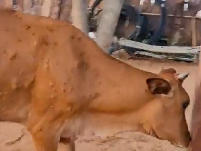 Neglected about Lumpi, Raju Shetty filed a Public Interest Litigation in Bombay High Court | ‘लम्पी’बाबत दुर्लक्ष, राजू शेट्टींनी मुंबई उच्च न्यायालयात दाखल केली जनहित याचिका Neglected about Lumpi, Raju Shetty filed a Public Interest Litigation in Bombay High Court | ‘लम्पी’बाबत दुर्लक्ष, राजू शेट्टींनी मुंबई उच्च न्यायालयात दाखल केली जनहित याचिका