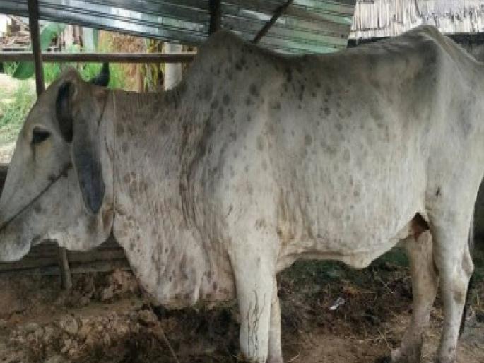 118 animals infected with lumpy in Sangli district, three cows died | सांगली जिल्ह्यात ११८ जनावरे लम्पी बाधित, तीन गायींचा मृत्यू; पशुसंवर्धन आयुक्तांनी घेतला आढावा 118 animals infected with lumpy in Sangli district, three cows died | सांगली जिल्ह्यात ११८ जनावरे लम्पी बाधित, तीन गायींचा मृत्यू; पशुसंवर्धन आयुक्तांनी घेतला आढावा