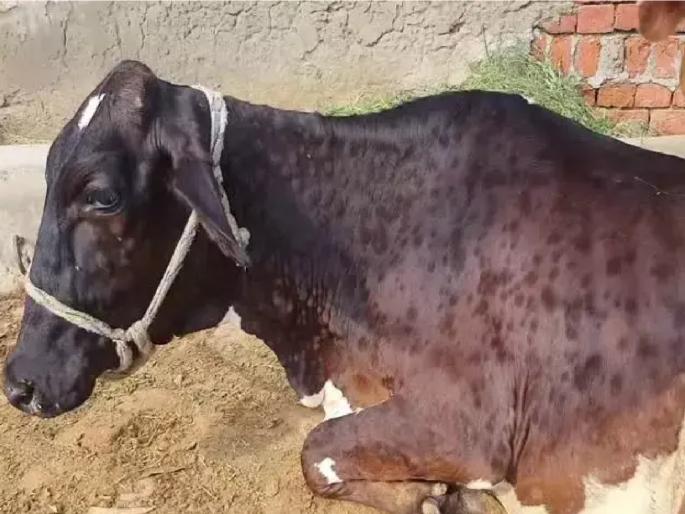 Lumpy kills 10 animals in Sangli district, 110 new infected | सांगली जिल्ह्यात लम्पीने १० जनावरांचा मृत्यू, नवीन ११० बाधित; शेतकऱ्यांची चिंता वाढली Lumpy kills 10 animals in Sangli district, 110 new infected | सांगली जिल्ह्यात लम्पीने १० जनावरांचा मृत्यू, नवीन ११० बाधित; शेतकऱ्यांची चिंता वाढली