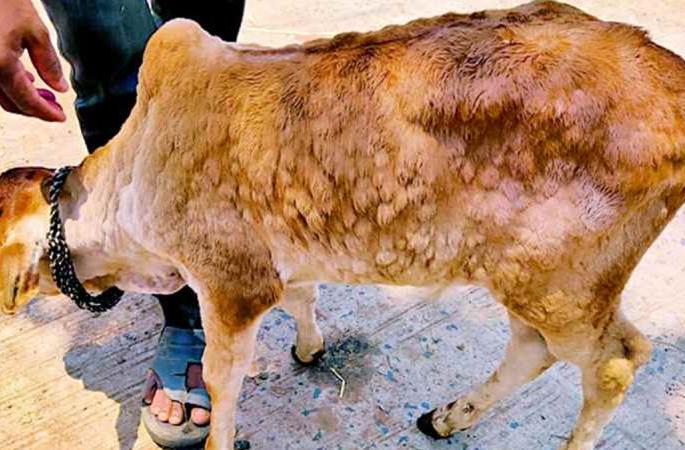 Lumpy Legal action will be taken if livestock are mistreated vaccination started | लम्पी : सावधान ! पशुधनावर परस्पर उपचार कराल तर होईल कायदेशीर कार्यवाही Lumpy Legal action will be taken if livestock are mistreated vaccination started | लम्पी : सावधान ! पशुधनावर परस्पर उपचार कराल तर होईल कायदेशीर कार्यवाही