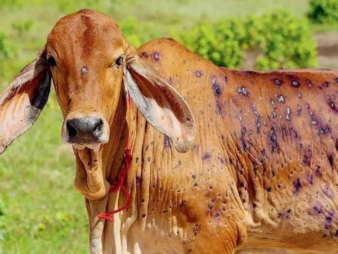 Incidence of lumpy disease increased in Osmanabad district | उस्मानाबाद जिल्ह्यात लंपी रोगाचा प्रादुर्भाव, आतापर्यंत ५५ जनावरे मृत Incidence of lumpy disease increased in Osmanabad district | उस्मानाबाद जिल्ह्यात लंपी रोगाचा प्रादुर्भाव, आतापर्यंत ५५ जनावरे मृत
