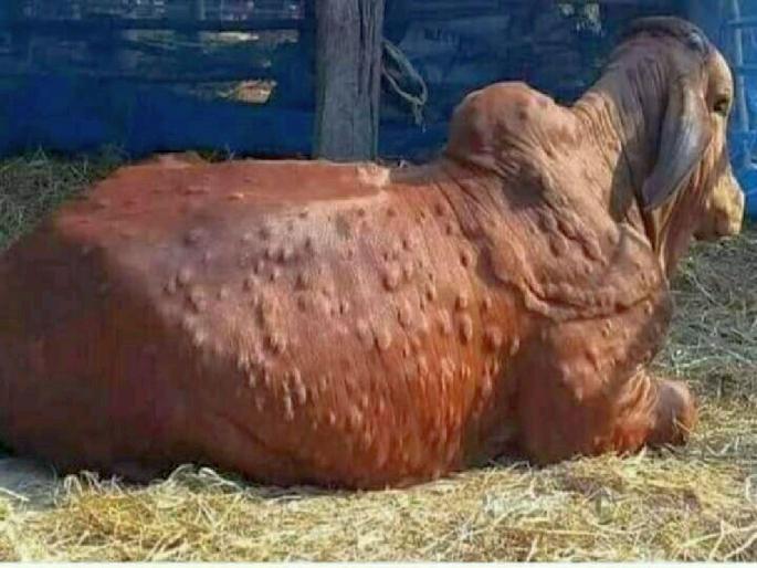 Shocking; Four cows die in one day due to lumpy disease; The death toll has reached 17 | धक्कादायक; लंपी आजाराने एकाच दिवसात चार गाईचा मृत्यू; मृतांची संख्या पोहचली १७ वर