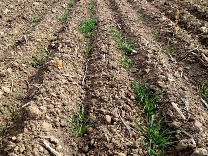 Anxiety at the break of rain Tanker support to 329 villages Respite for now with rain | पावसाच्या विश्रांतीने चिंता; ३२९ गावांना टँकरचा आधार; ‘रिमझिम’ने तूर्तास दिलासा Anxiety at the break of rain Tanker support to 329 villages Respite for now with rain | पावसाच्या विश्रांतीने चिंता; ३२९ गावांना टँकरचा आधार; ‘रिमझिम’ने तूर्तास दिलासा