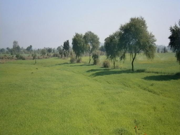 Illegal allotment of 1,600 acres of Bhudan land; Most species in Vidarbha | भूदानच्या १,६०० एकर जमिनीचे नियमबाह्य वाटप; विदर्भात सर्वाधिक प्रकार Illegal allotment of 1,600 acres of Bhudan land; Most species in Vidarbha | भूदानच्या १,६०० एकर जमिनीचे नियमबाह्य वाटप; विदर्भात सर्वाधिक प्रकार