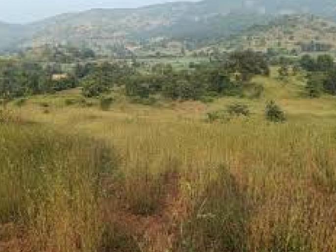 Forest Department claims 31412 acres in Kolhapur district | महसूल अधिकाऱ्यांनी अनधिकृतपणे वनक्षेत्र वाटले, कोल्हापूर जिल्ह्यातील ३१ हजार ४१२ एकरांवर वनखात्याचा दावा Forest Department claims 31412 acres in Kolhapur district | महसूल अधिकाऱ्यांनी अनधिकृतपणे वनक्षेत्र वाटले, कोल्हापूर जिल्ह्यातील ३१ हजार ४१२ एकरांवर वनखात्याचा दावा