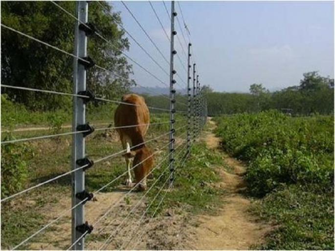 Electricity wires are planned to protect the crops are kills farmer | पिकांच्या बचावासाठी विद्युत तारांचे बेत शेतकऱ्यांच्या जिवावर Electricity wires are planned to protect the crops are kills farmer | पिकांच्या बचावासाठी विद्युत तारांचे बेत शेतकऱ्यांच्या जिवावर